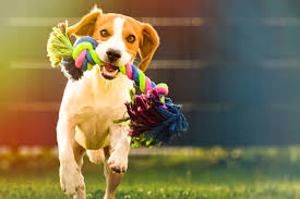 Inauguran nuevo y moderno parque para perros en Carolina